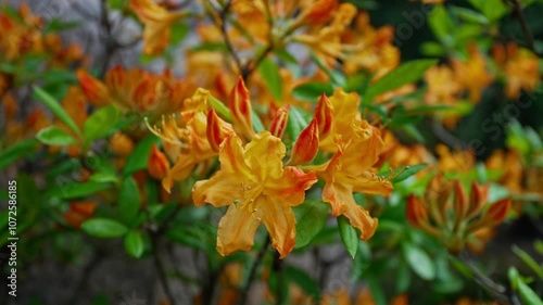 Wallpaper Mural Beautiful yellow flowers on a bush of Rhododendron luteum. Torontodigital.ca