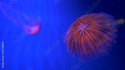 Jellyfish swimming in slow motion on blue background