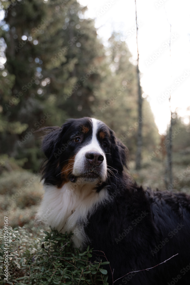 Dog stands among low forest vegetation, surrounded by tall trees. The serene setting and the dog's calm posture convey a sense of tranquility. Dog stands among low forest vegetation, surrounded by tall trees. The serene setting and the dog's calm posture convey a sense of tranquility.
