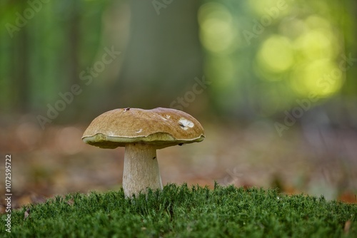 A beautiful Boletus standing on a bed of moss in front of a softly lit forest background.