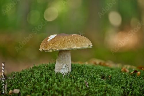 A beautiful Boletus standing on a bed of moss in front of a softly lit forest background.