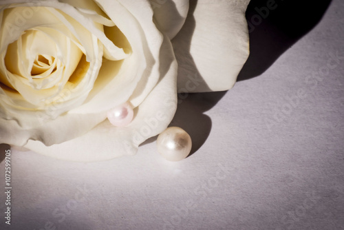 white rose on a gradient background in grandge retro style for postcard or congritulation