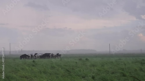 Severe Storm and Cows