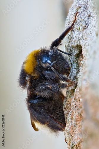 A large bumblebee hanging on a stone wall