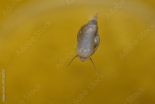 A water snail swimming on the water surface upside down