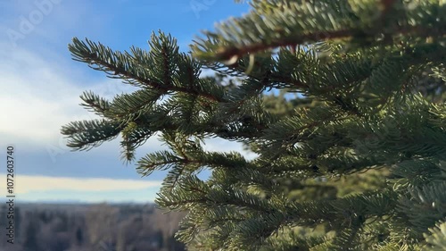 Pine tree branches