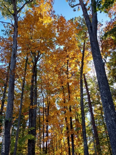 golden hickory trees autumn woods vibrant fall colors forest backlit yellow