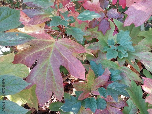 oakleaf hydrangea shrub fall color foliage closeup leaves hydrangea quercifolia