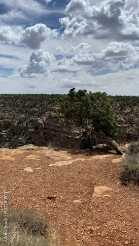 Raven on the top of a tree at Grand Canyon South Rim. photo