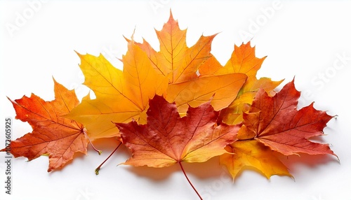 maple autumn leaves on white isolated background