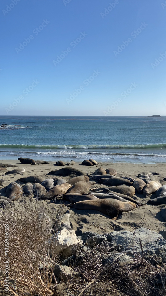 Elephant seals, mirounga angustinostris, group sleeping on the sand in a late afternoon at Elephant Seal Vista Point, along Cabrillo Highway, Pacific California Coast, USA.