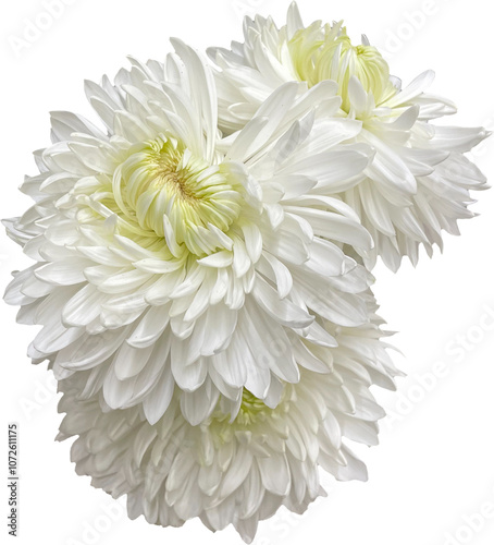 white super mums bloom flower isolated png no background
