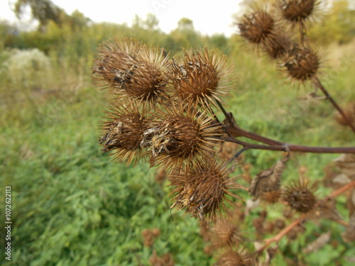 Dry burdock fruits.