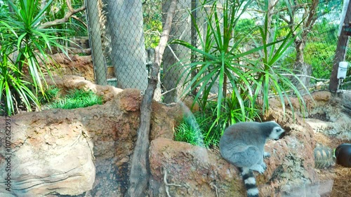 cute ring tailed lemur is playing in a aquarium in halloween season