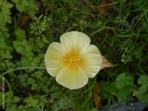 Flowers of Eschscholzia californica, the California poppy, golden poppy, California sunlight
