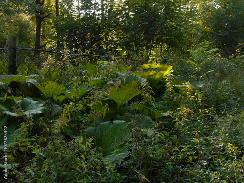 Petasites hybridus, also known as the butterbur. Thickets in the forest. Leaves visible.
