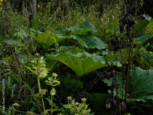 Petasites hybridus, also known as the butterbur. Thickets in the forest. Leaves visible.