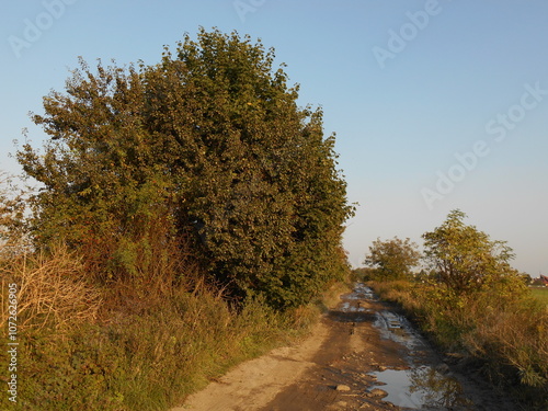 Bushes and a dirt road with puddles.