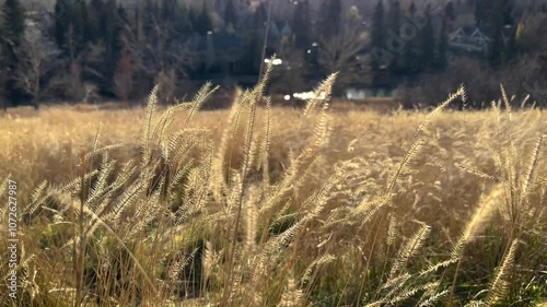 grass in the wind