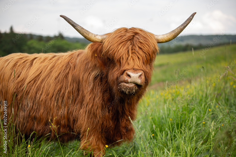 Highland cattle grazing in a lush green meadow Highland cattle grazing in a lush green meadow