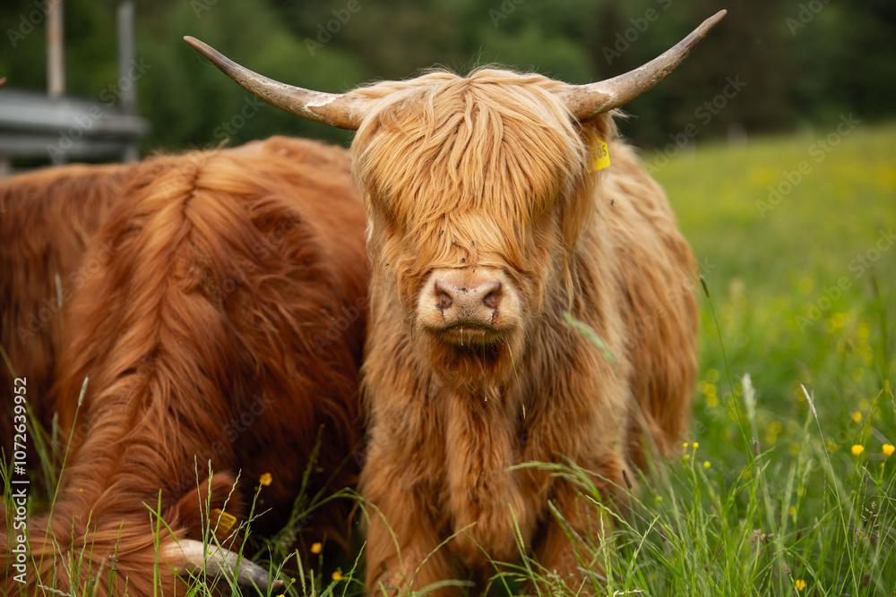 Highland cattle grazing in a lush green meadow Highland cattle grazing in a lush green meadow