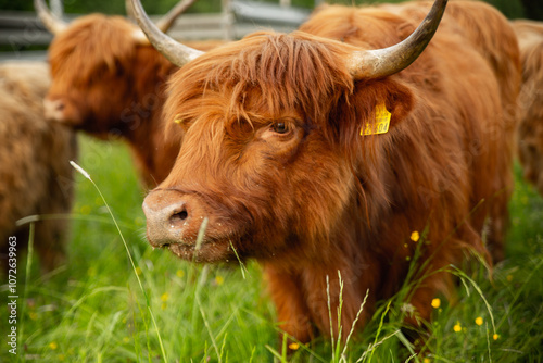 Highland cattle grazing in a lush green meadow photo