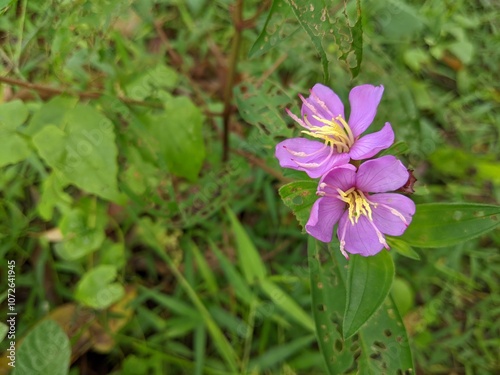 flowers from grass growing in the garden