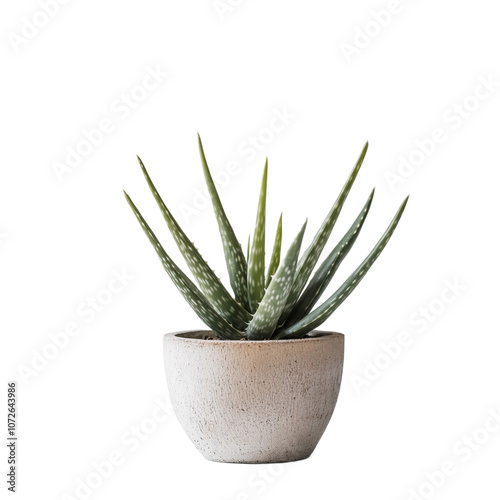 aloe vera ceramic pot on Transparent Background