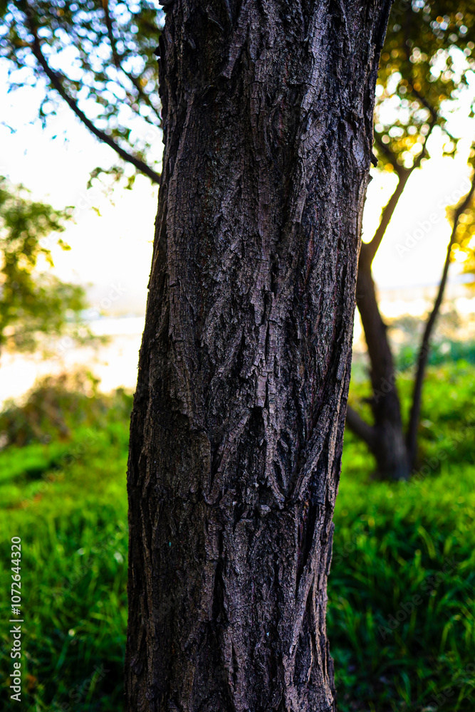 Close-up of tree bark texture with sunlight and greenery in the background. Close-up of tree bark texture with sunlight and greenery in the background.