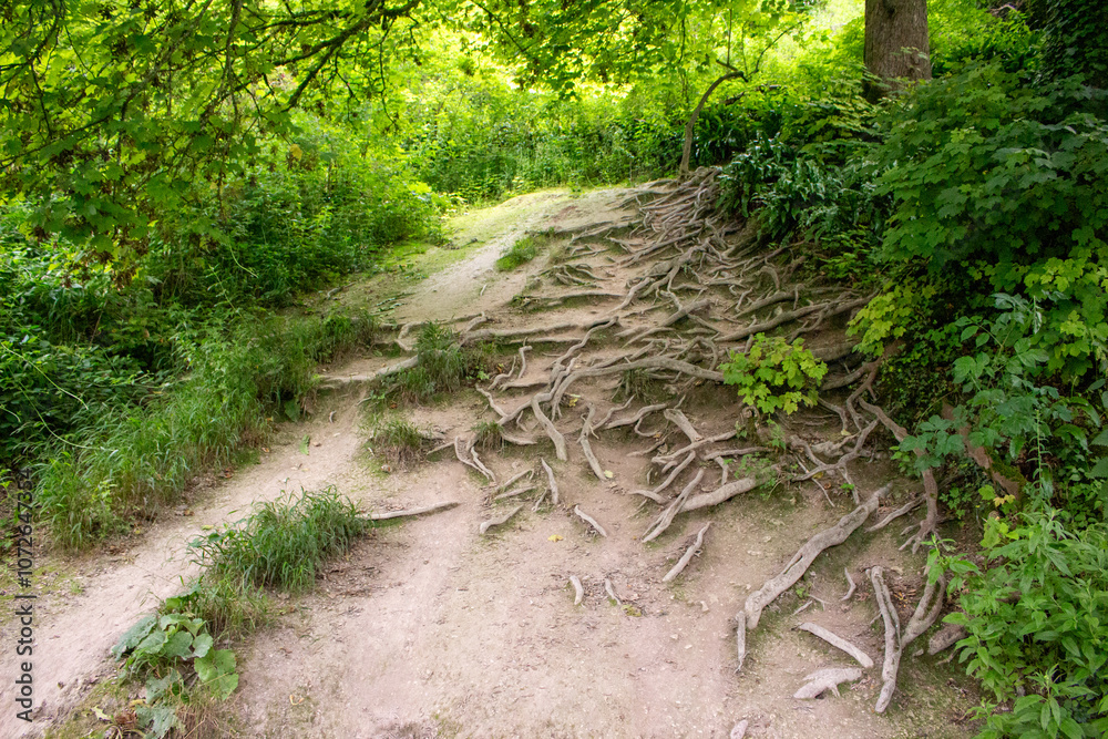 Obraz premium path in the forest