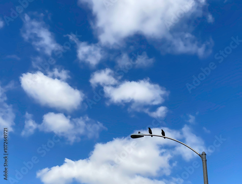 Crows on Lampost with Sky