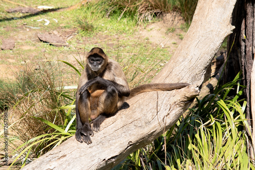 The black-handed spider monkey has lack or brown fur with hook-like hands and a prehensile tail. photo