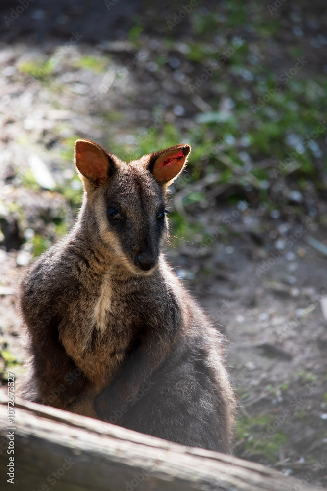 Fototapeta premium The southern Brush-tailed Rock-wallaby has a characteristic, long, dark tail that is bushier towards the tip.