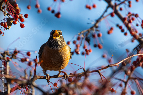 American robin eating berries