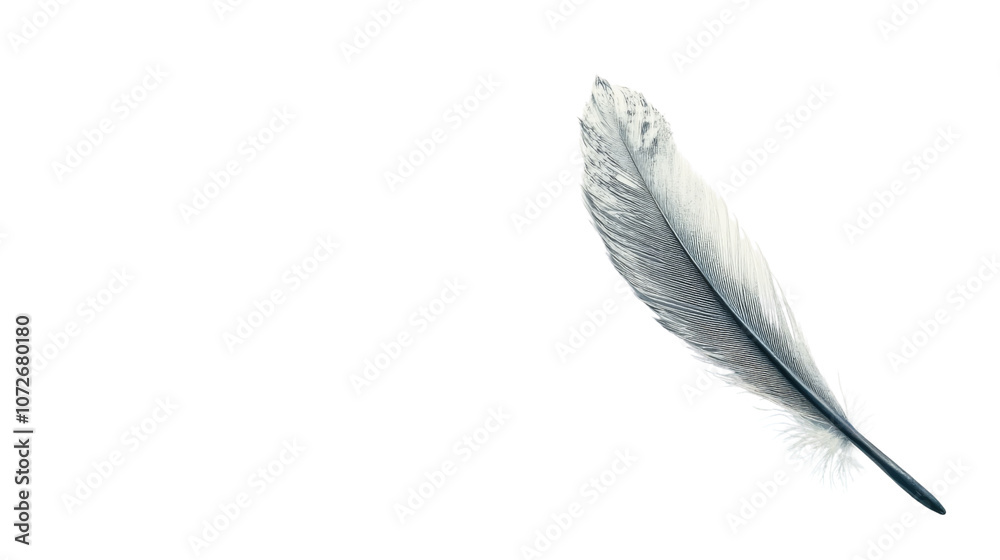 feather on a transparent background feather on a transparent background