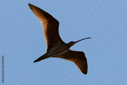 Close up of a long-billed curlew flying against light, seen in the wild in  a North California marsh photo