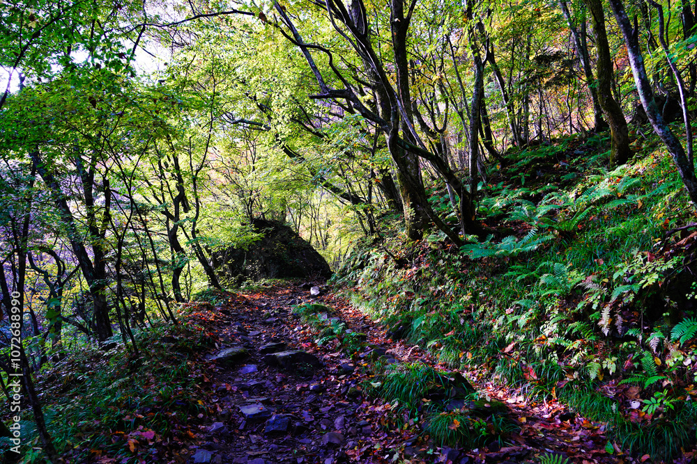 秋の山道と落ち葉が彩る風景