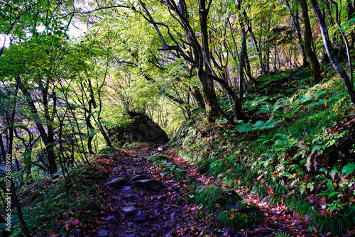 Obraz na płótnie 秋の山道と落ち葉が彩る風景 w salonie