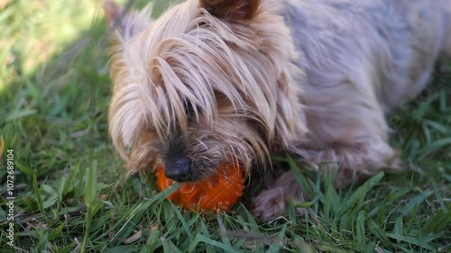 Yorkshire Terrier dog, chewing his ball on the grass. Close up on face. Slow motion.
