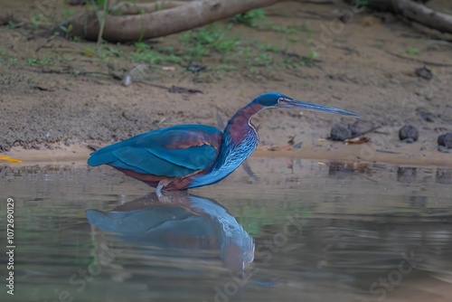 Agami Heron at the edge of a river photo