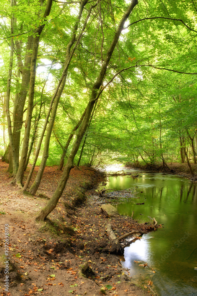 Forest, creek or river with trees, outdoor and nature with landscape, growth and leaf litter in environment. Woods, ground and water in stream, spring and canopy at countryside location in Germany Forest, creek or river with trees, outdoor and nature with landscape, growth and leaf litter in environment. Woods, ground and water in stream, spring and canopy at countryside location in Germany