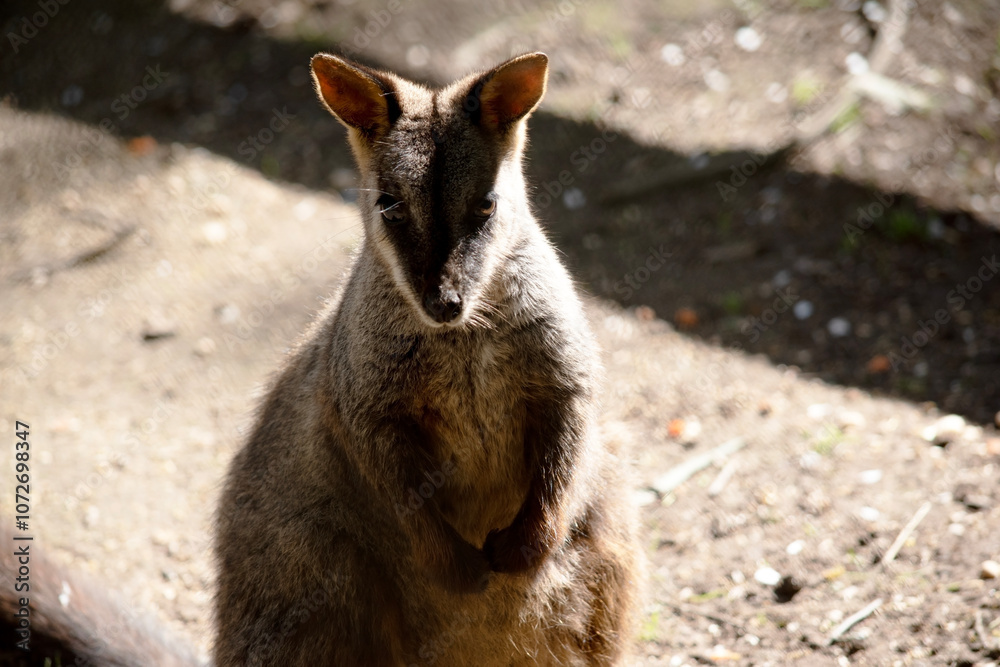 Naklejka premium The southern Brush-tailed Rock-wallaby has a characteristic, long, dark tail that is bushier towards the tip.