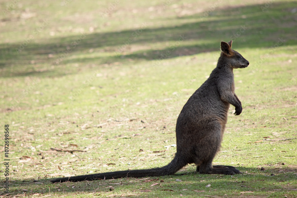 The swamp wallaby has dark brown fur, often with lighter rusty patches on the belly, chest and base of the ears. The swamp wallaby has dark brown fur, often with lighter rusty patches on the belly, chest and base of the ears.