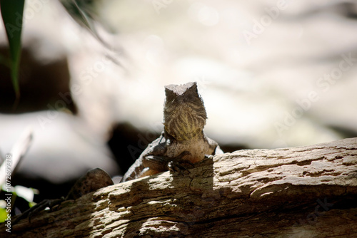 the water dragon is climbing up a log photo