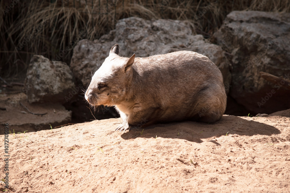 The hairy nosed wombats have softer fur, longer and more pointed ears and a broader muzzle fringed with fine whiskers then common wombats. The hairy nosed wombats have softer fur, longer and more pointed ears and a broader muzzle fringed with fine whiskers then common wombats.