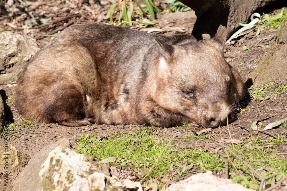 Naklejka premium the hairy nosed wombat is resting