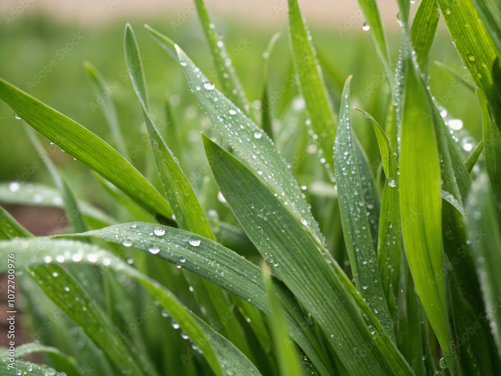 dew on grass. grass, water, dew, leaf, nature, plant, drop, rain, drops, leaves, macro, wet, spring, summer, garden, growth, fresh, close-up, flora, meadow, green, herb, morning, droplets, raindrop dew on grass. grass, water, dew, leaf, nature, plant, drop, rain, drops, leaves, macro, wet, spring, summer, garden, growth, fresh, close-up, flora, meadow, green, herb, morning, droplets, raindrop