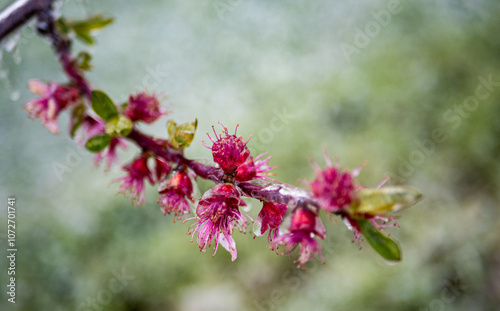 Fruit blossom flowers covered in ice frozen petals Central Otago New Zealand