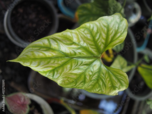 Cercestis mirabilis bueaty texture plants leafe in house pot green house  photo