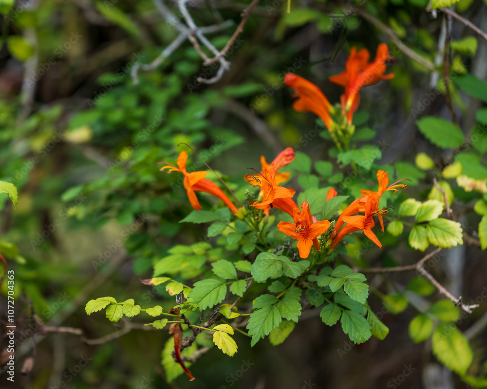 Bright Orange Trumpet Flowers Blooming Among Lush Green Foliage Bright Orange Trumpet Flowers Blooming Among Lush Green Foliage